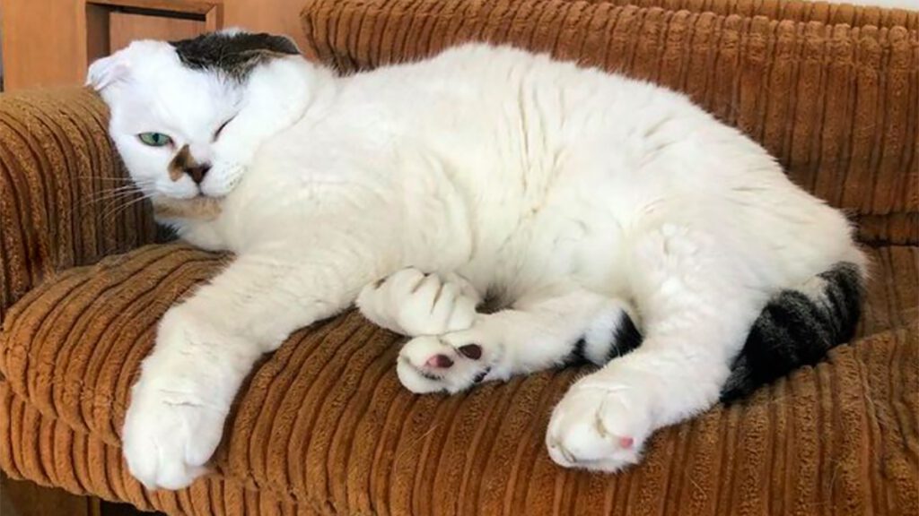 人はなぜ猫に魅了される？イエネコの行動を「かわいい」と感じる心理を専門家が分析